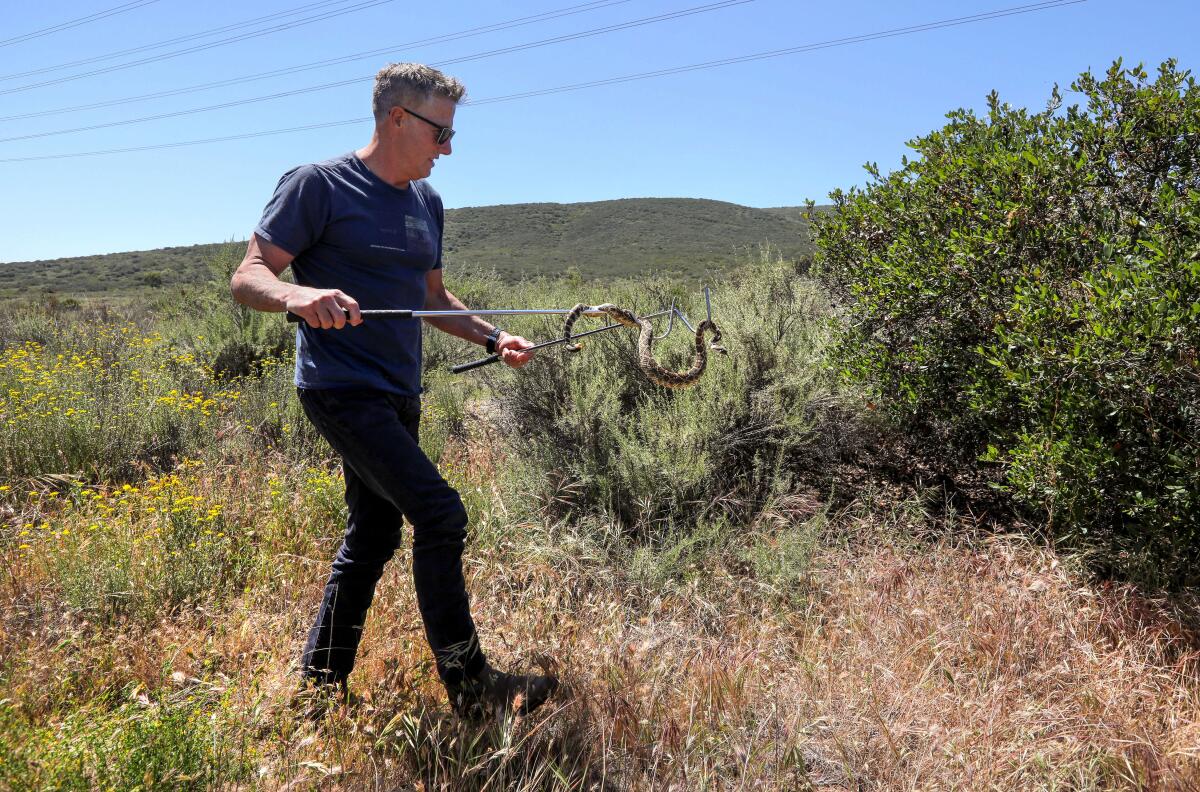 Bruce Ireland walks with a long metal hook carrying a rattlesnake.