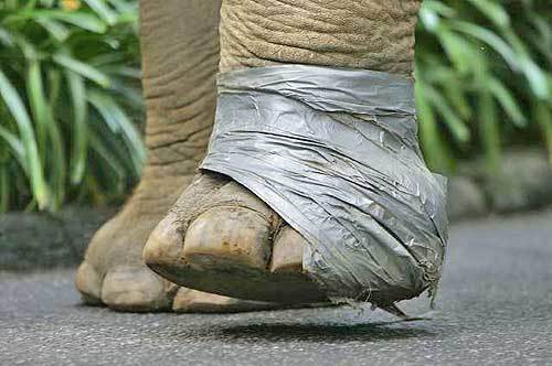 Gita's left forefoot is swathed in duct tape to protect the bandage following surgery.