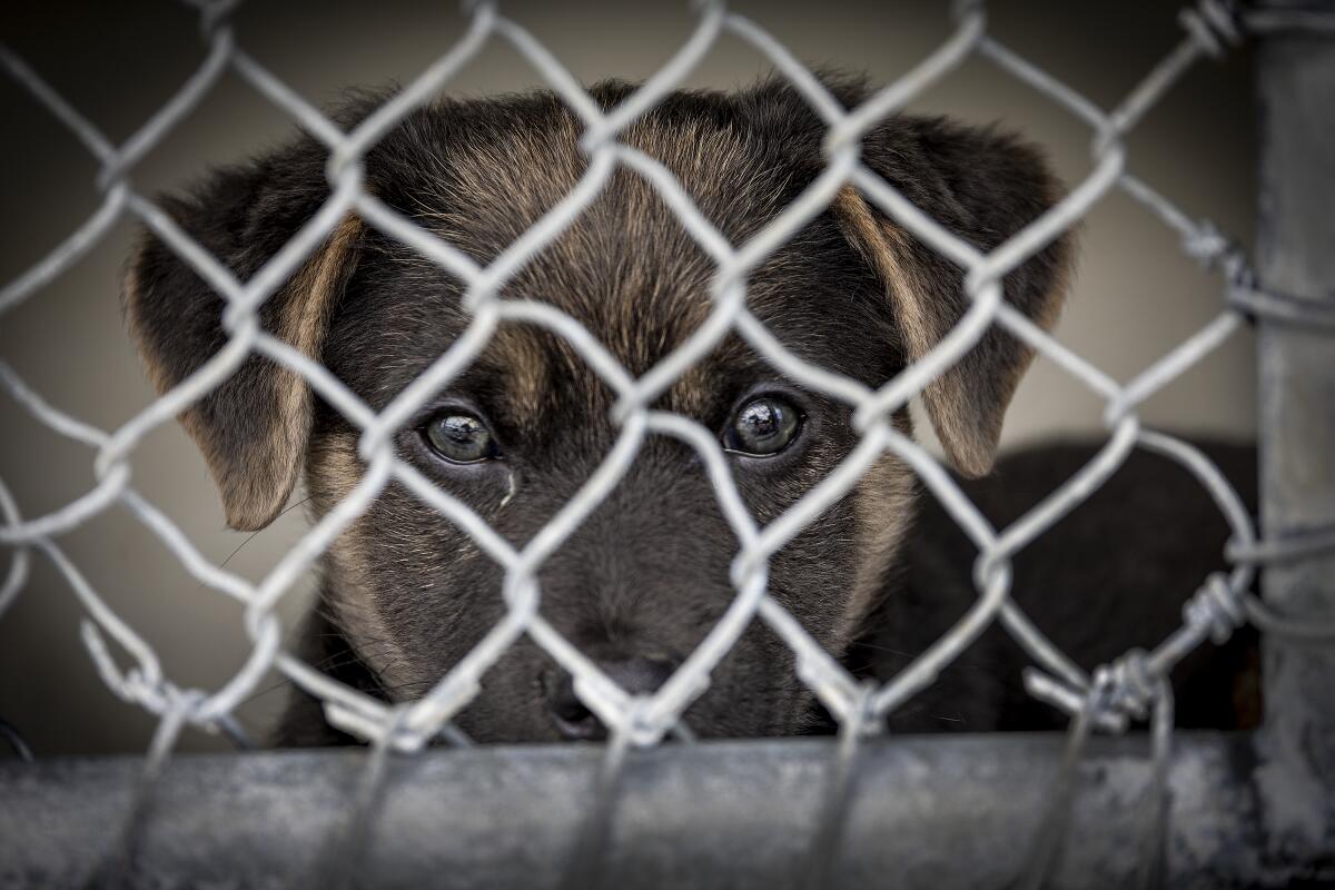 A dog looks out of its cage at the Lancaster Animal Care Center in 2023.