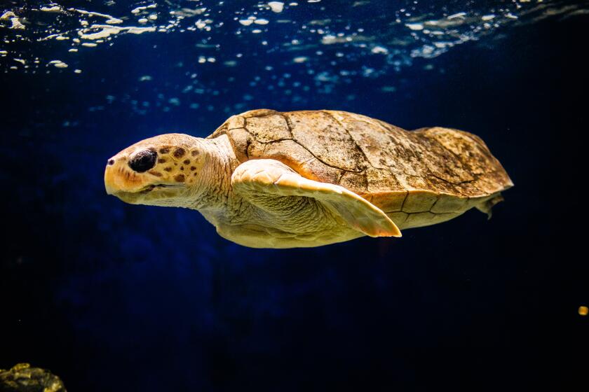 The unnamed female Loggerhead Sea Turtle that calls Birch Aquarium home recently had her annual check-up.