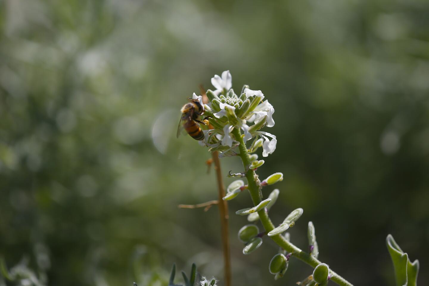 A bee stops at Spectacle Pod flower at Anza-Borrego Desert. The desert is expected to be in full bloom in the next week or two.