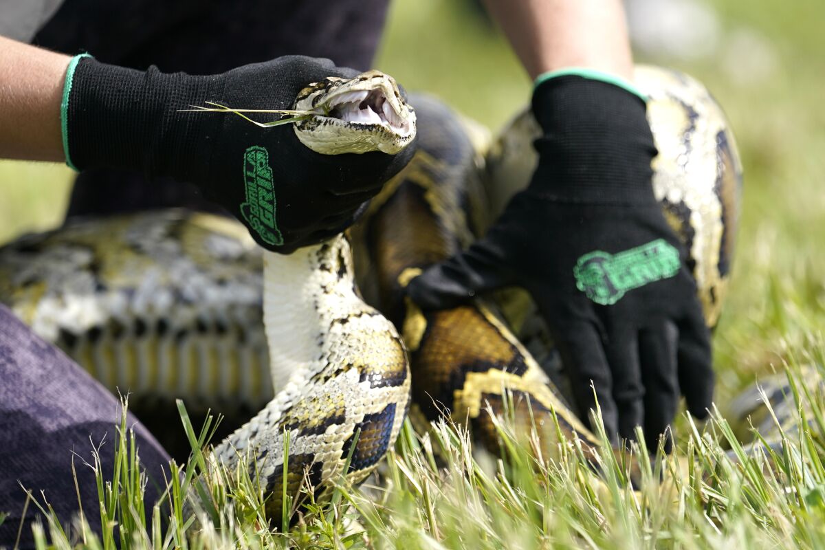 FILE - A Burmese python is held during a safe capture demonstration at a media event for the 2022 Florida Python Challenge, Thursday, June 16, 2022, in Miami. Registration is now open for the 2023 Florida Python Challenge, giving participants a chance to win a share of more than $30,000 in prizes while removing invasive Burmese pythons from the wild. The 10-day competition runs Aug. 413 and is open to both professional and novice snake hunters. (AP Photo/Lynne Sladky, File)