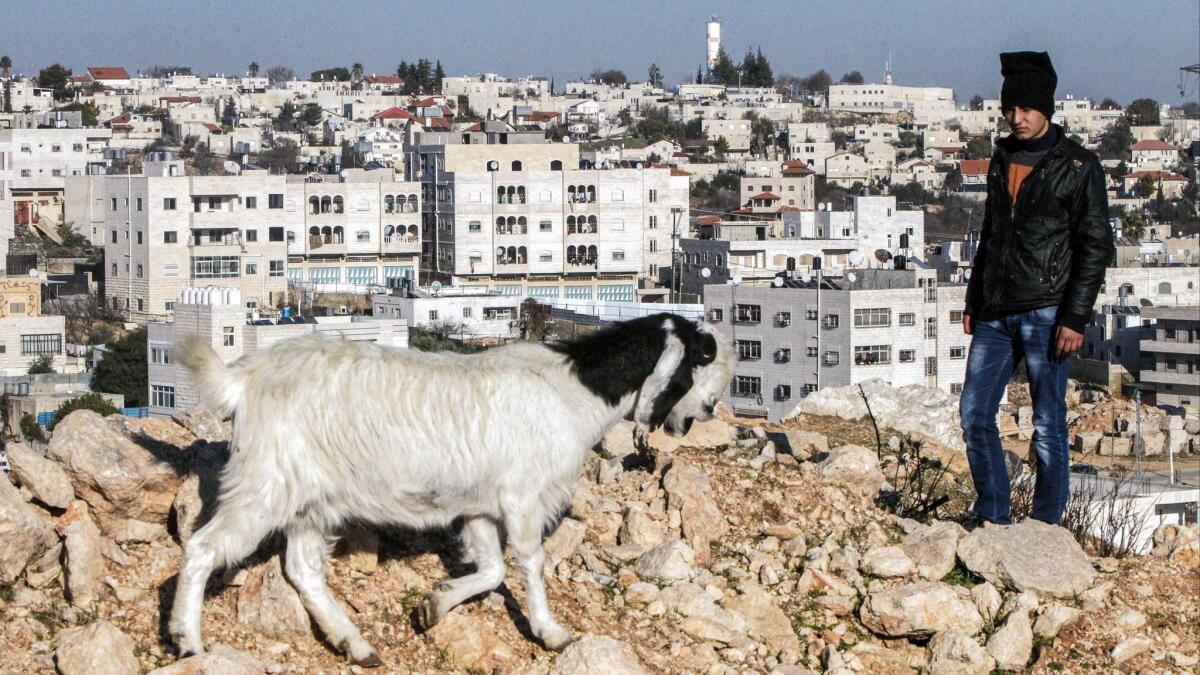 A Palestinian shepherd in West Bank city of Hebron, with the Israeli settlement of Givat Harsina in the background surrounded by Palestinian residences, on Feb. 5, 2017.
