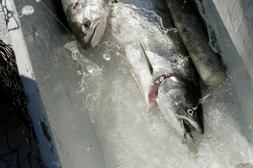 Salmon flail in a water tub after being caught off the coast of Stinson Beach, Calif.