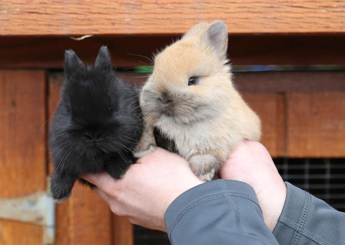 Centennial Farm class 'Urban Hops' explores the prolific benefits of ...