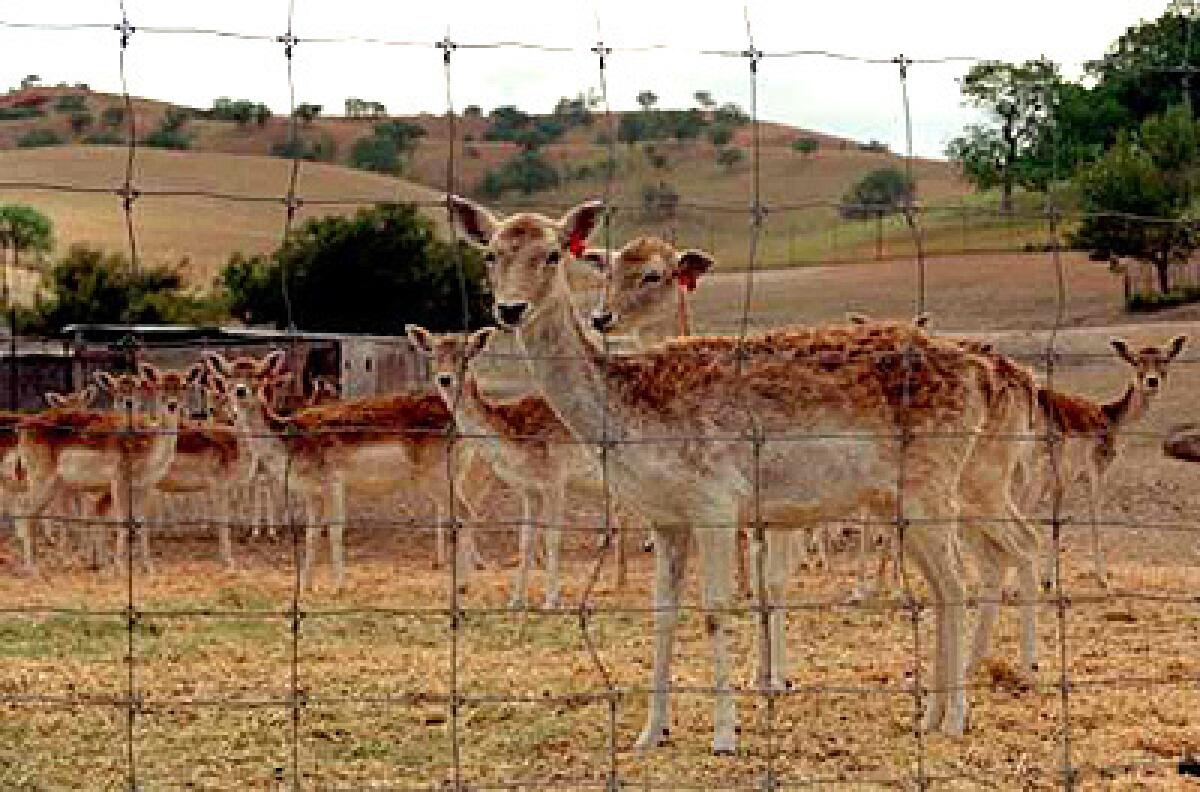 Deer live the good life at 32,000-acre Camatta Ranch, 30 miles northeast of San Luis Obispo.