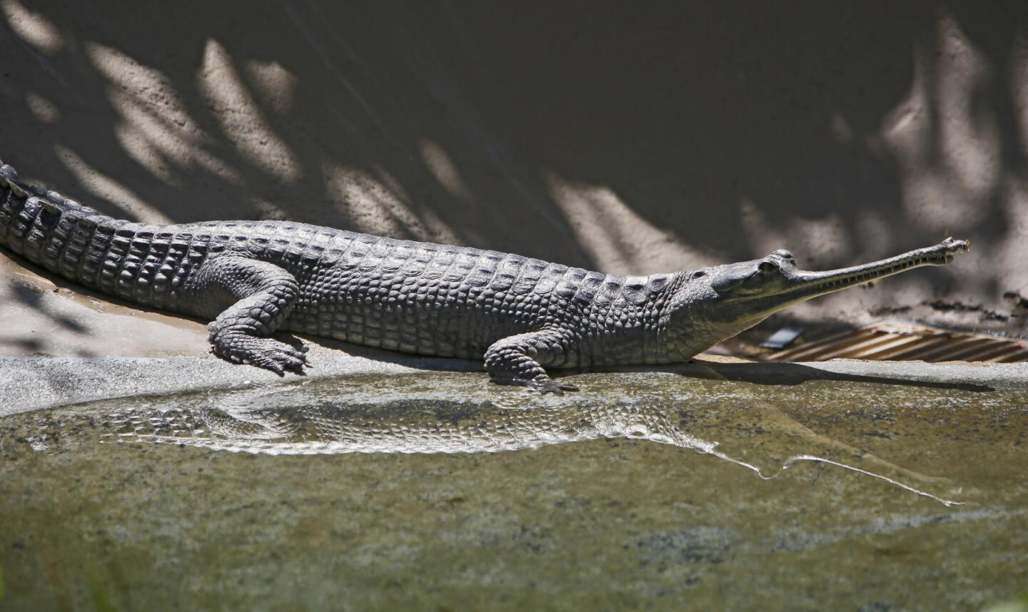 Photo Gallery: L.A. Zoo unveils critically endangered species of crocodiles, the Gharials from India