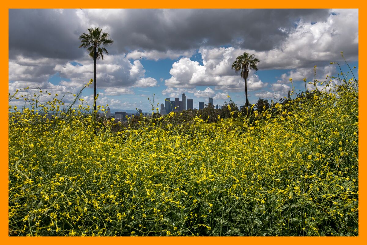  The bright yellow blooms of the black mustard plant cover the hillside of the Elysian Park.
