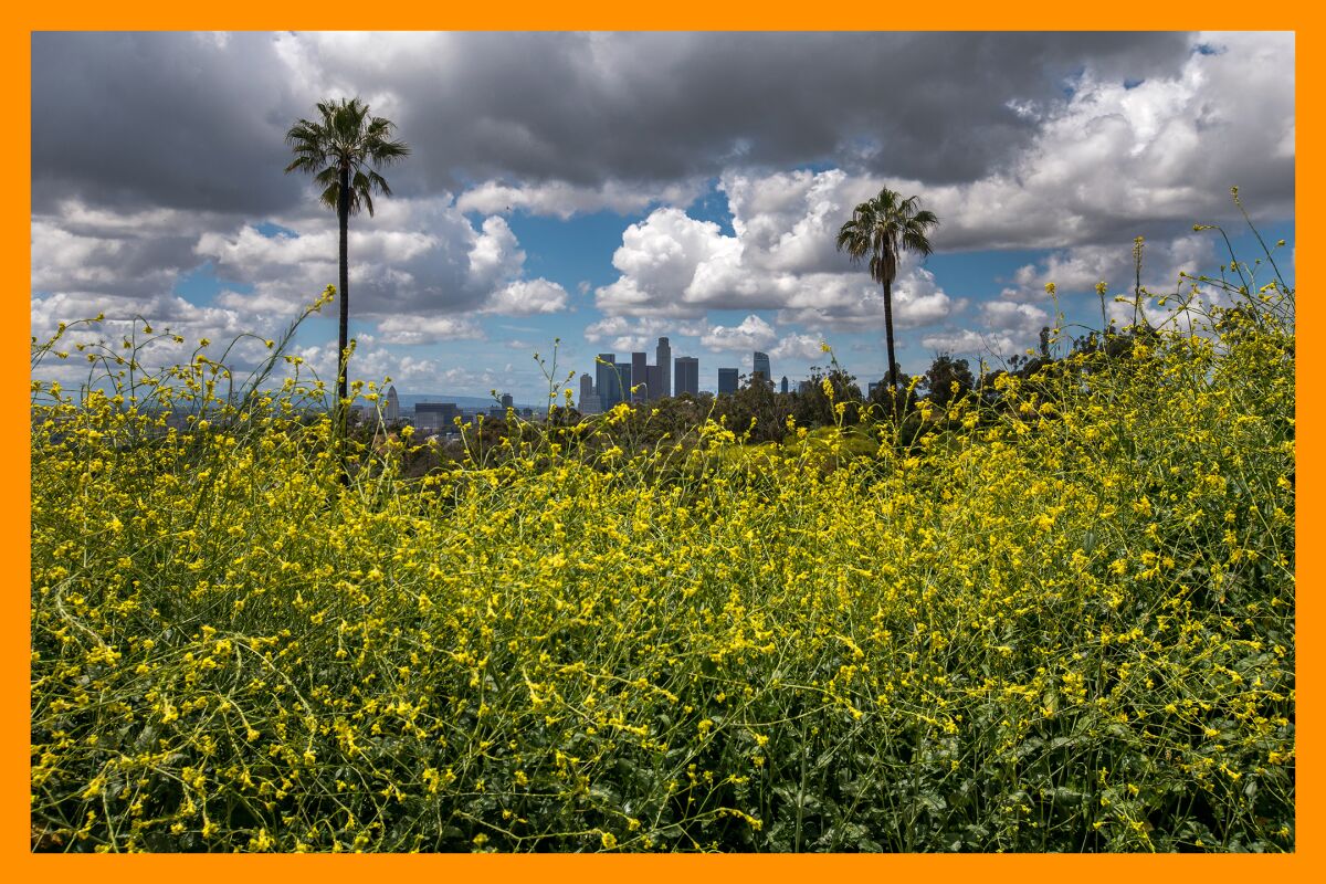 The bright yellow blooms of the black mustard plant cover the hillside of the Elysian Park.