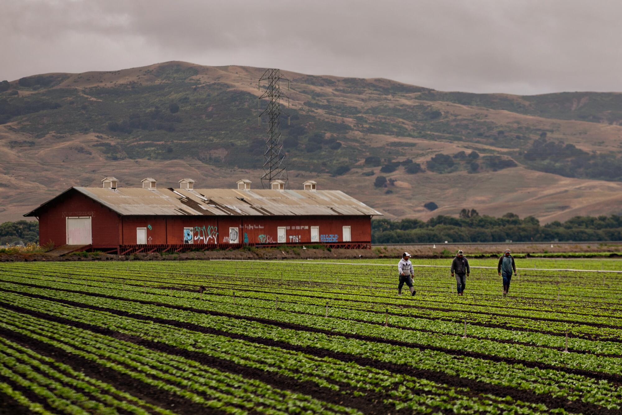 Farmworkers in the fields of rural San Benito County.