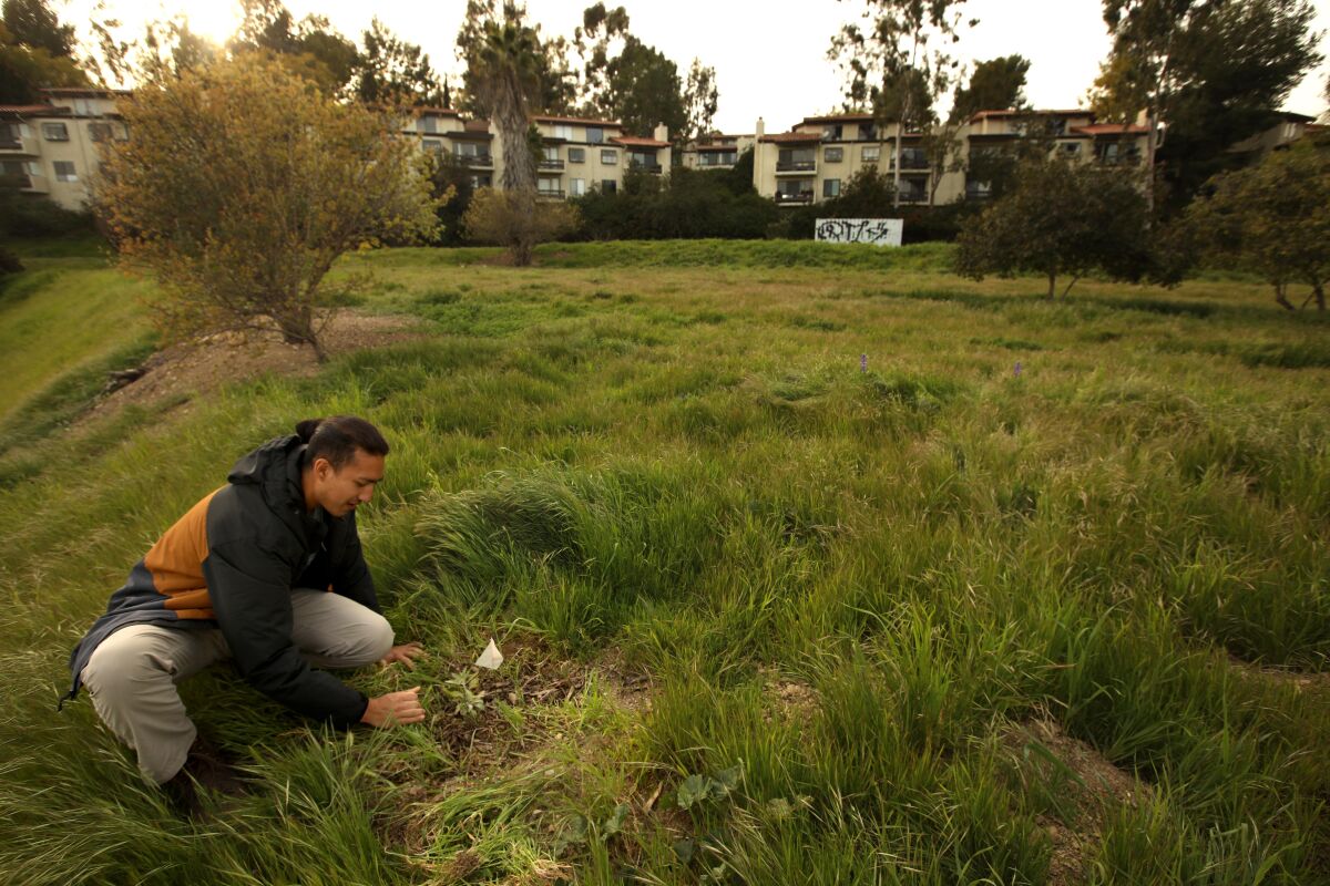 Tecpatl Kuauhtzin, project coordinator, clears grass around sage that he planted on a vacant lot.