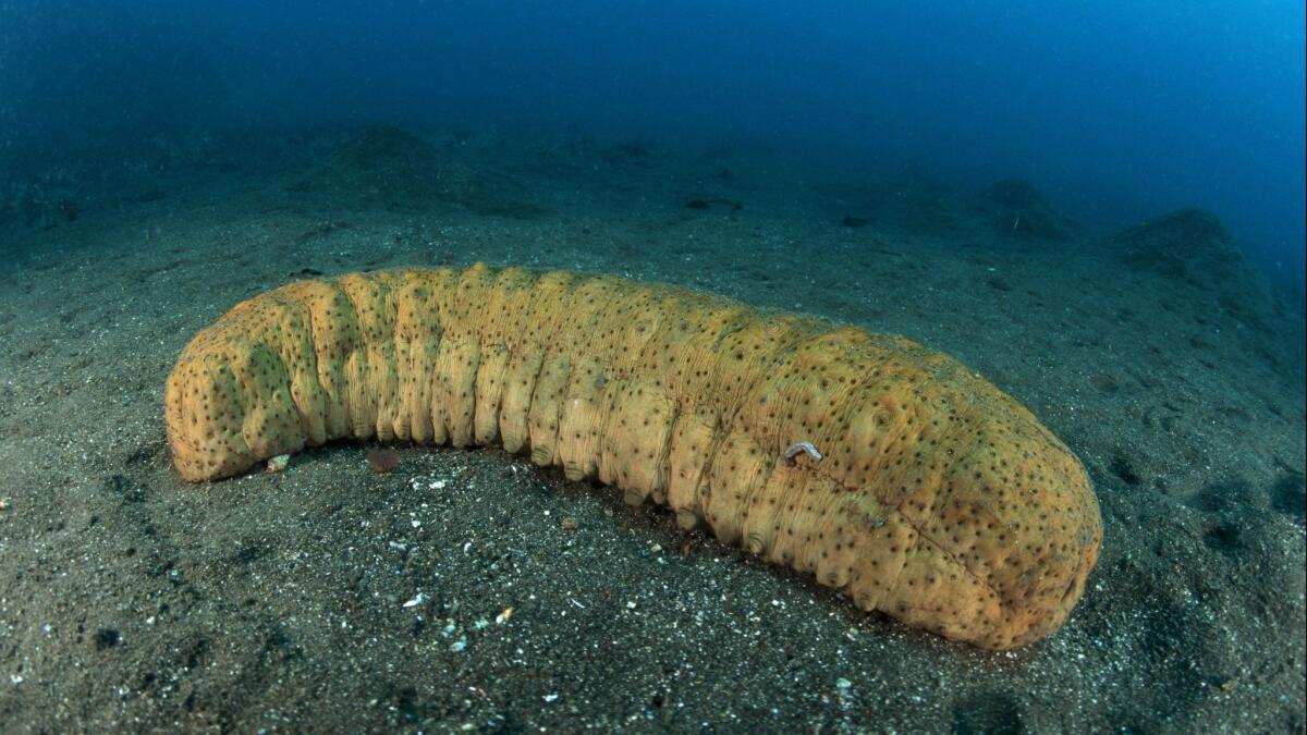 When the couple was stopped at the San Ysidro Port of Entry, agents found 172 pounds of dried sea cucumber in the car.