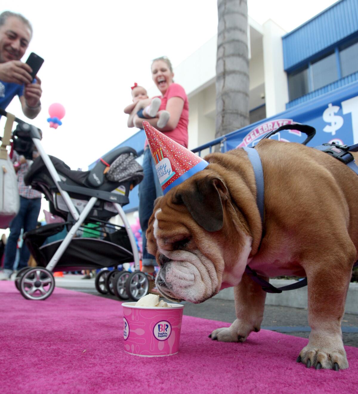 Dunkin the bulldog enjoys some ice cream during Baskin-Robbins 70th anniversary celebration at the franchise on Victory Boulevard in Burbank on Tuesday, Dec. 8, 2015.