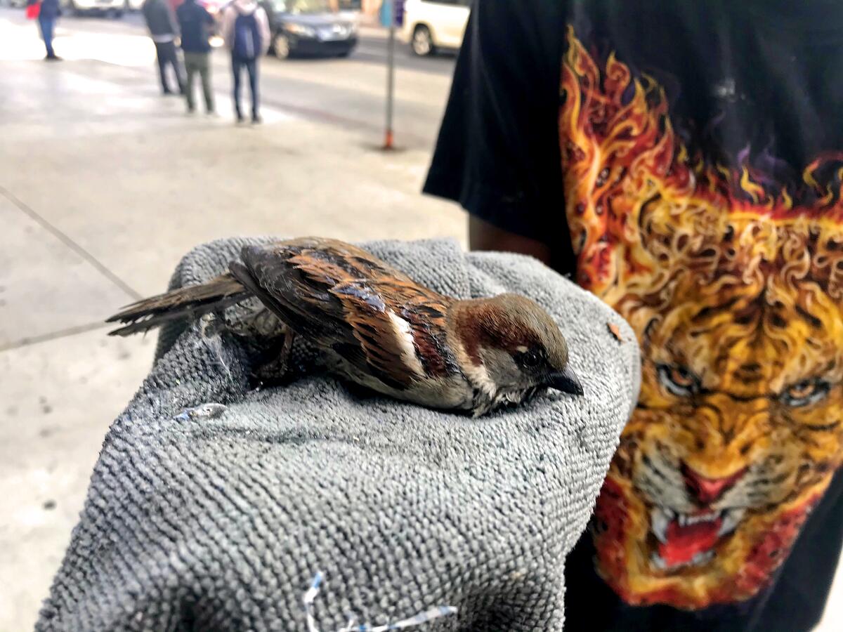 Brian Cook on his way to the vet's office holding the sparrow he accidentally caught in a rat trap.