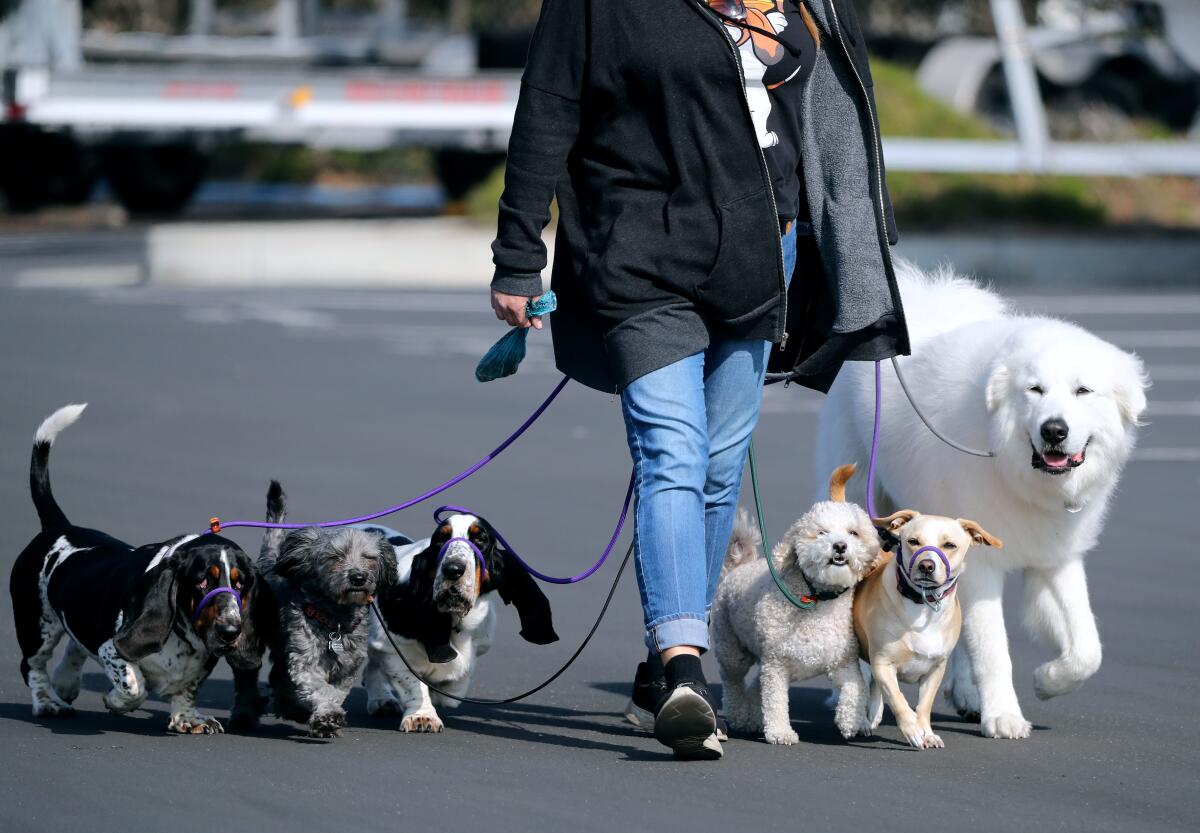 A person walks six dogs on leashes