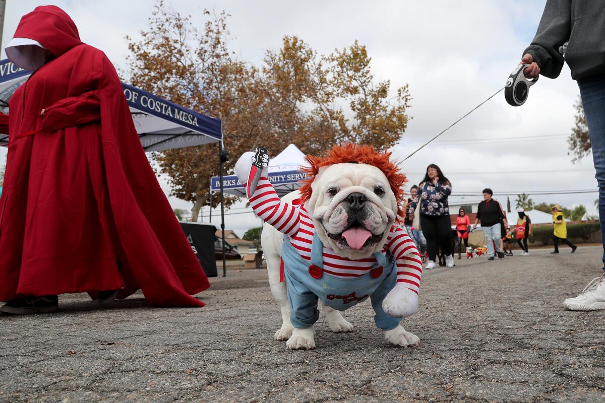 Elton, an English bulldog, dressed as Chucky from "Child's Play", is leashed by his owner Melissa Kishel of Costa Mesa.