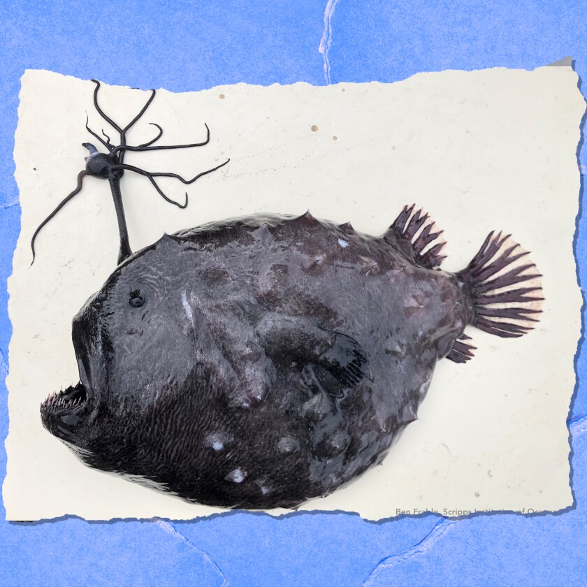 A football fish washed up in Encinitas.