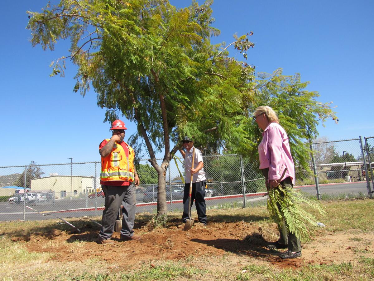 Andre Botter (left), Richard Wedge and Betty McMillen oversee the replanting of a jacaranda tree.