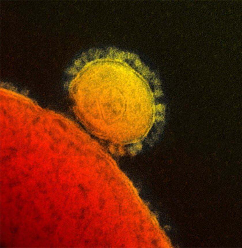 A MERS coronavirus particle. The World Health Organization's emergency committee on MERS reported on efforts to prevent the spread of the virus in the Middle East and beyond.