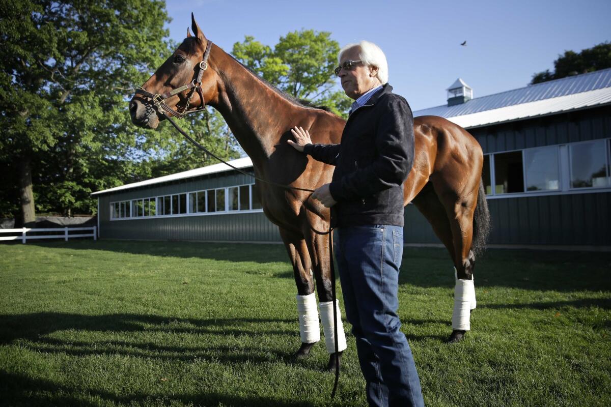 Trainer Bob Baffert shows Triple Crown winner American Pharoah to members of the media at Belmont Park in Elmont, N.Y., Sunday, June 7, 2015. American Pharoah won the Belmont Stakes to become the first horse to win the Triple Crown in 37 years.