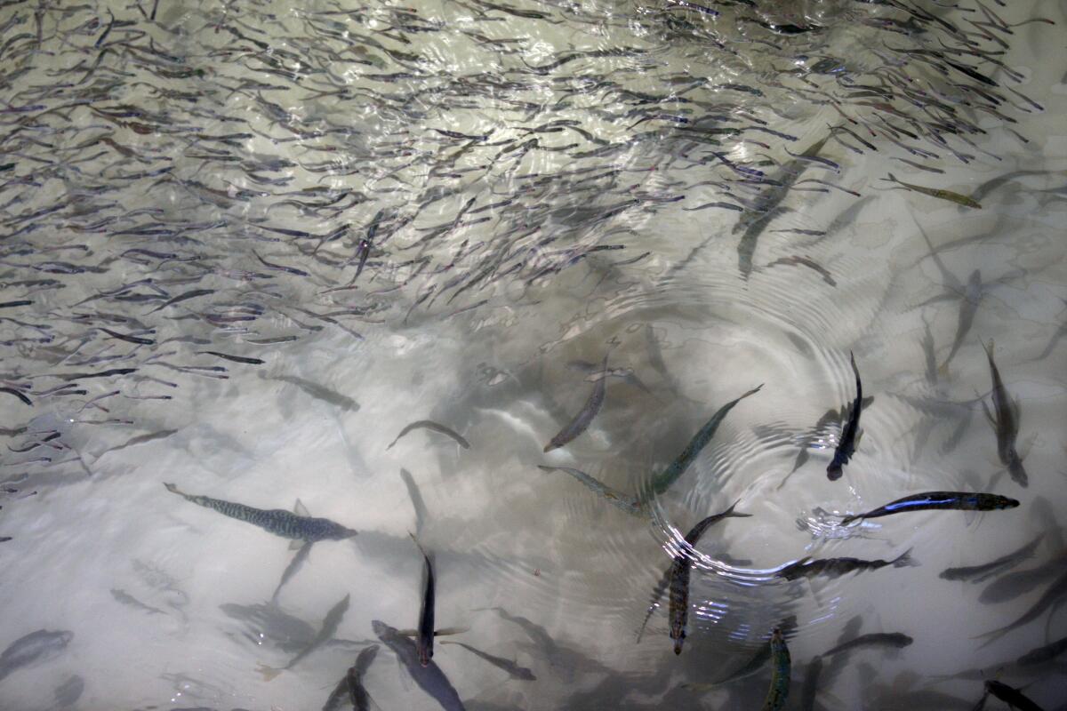 Fish swim in a return system at the San Onofre Nuclear Generating Station in San Clemente