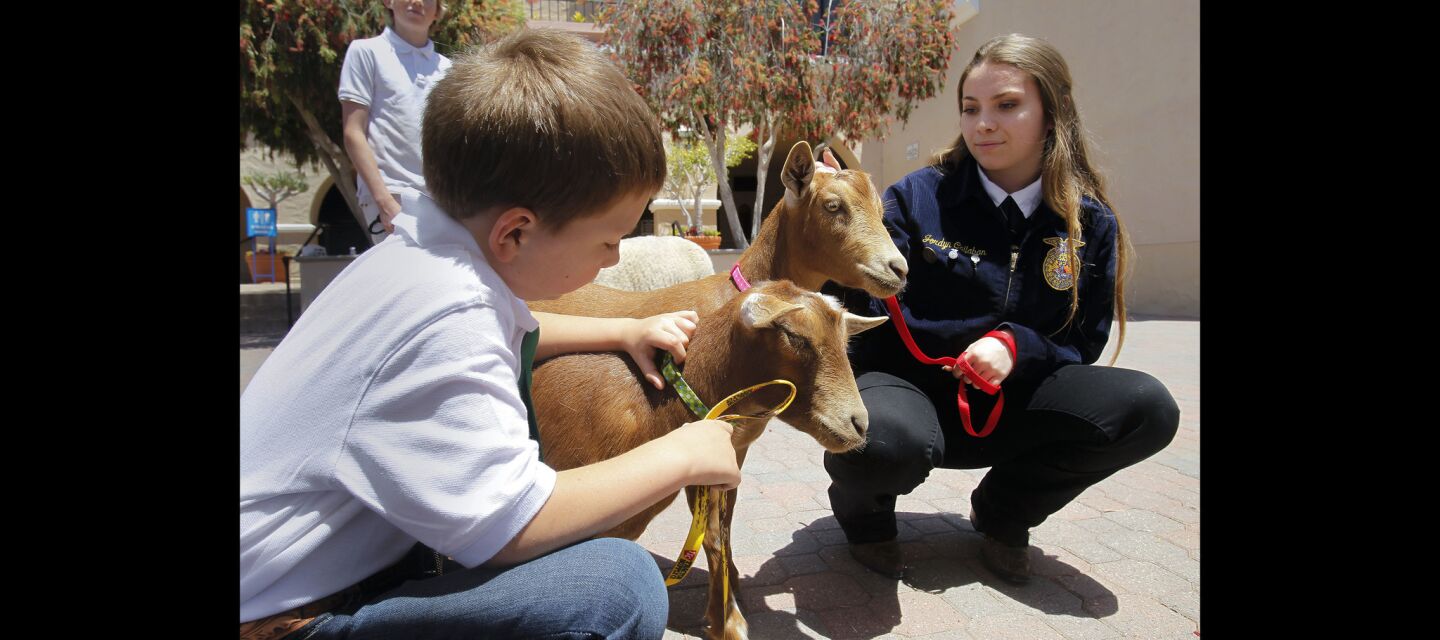 Six-year-old Cameron Martineau, with Ramona Stars 4H, and Poway High School student Jordyn Callahan, 16, with the Future Farmers of America, hold Maxwell and Percy, both Nigerian dwarf goats.