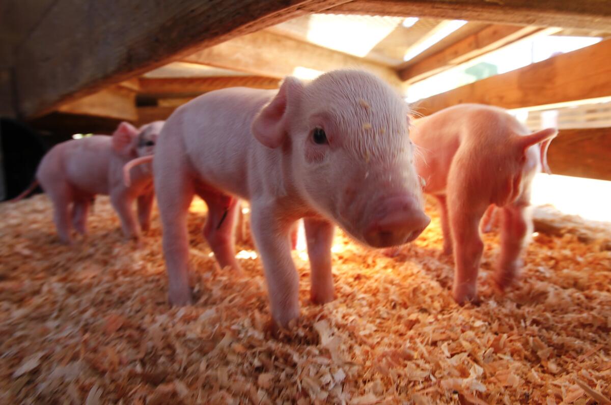 Gov. Jerry Brown on Saturday signed a bill to restrict the use of antibiotics in healthy farm animals and prohibit their use to promote the growth of livestock.