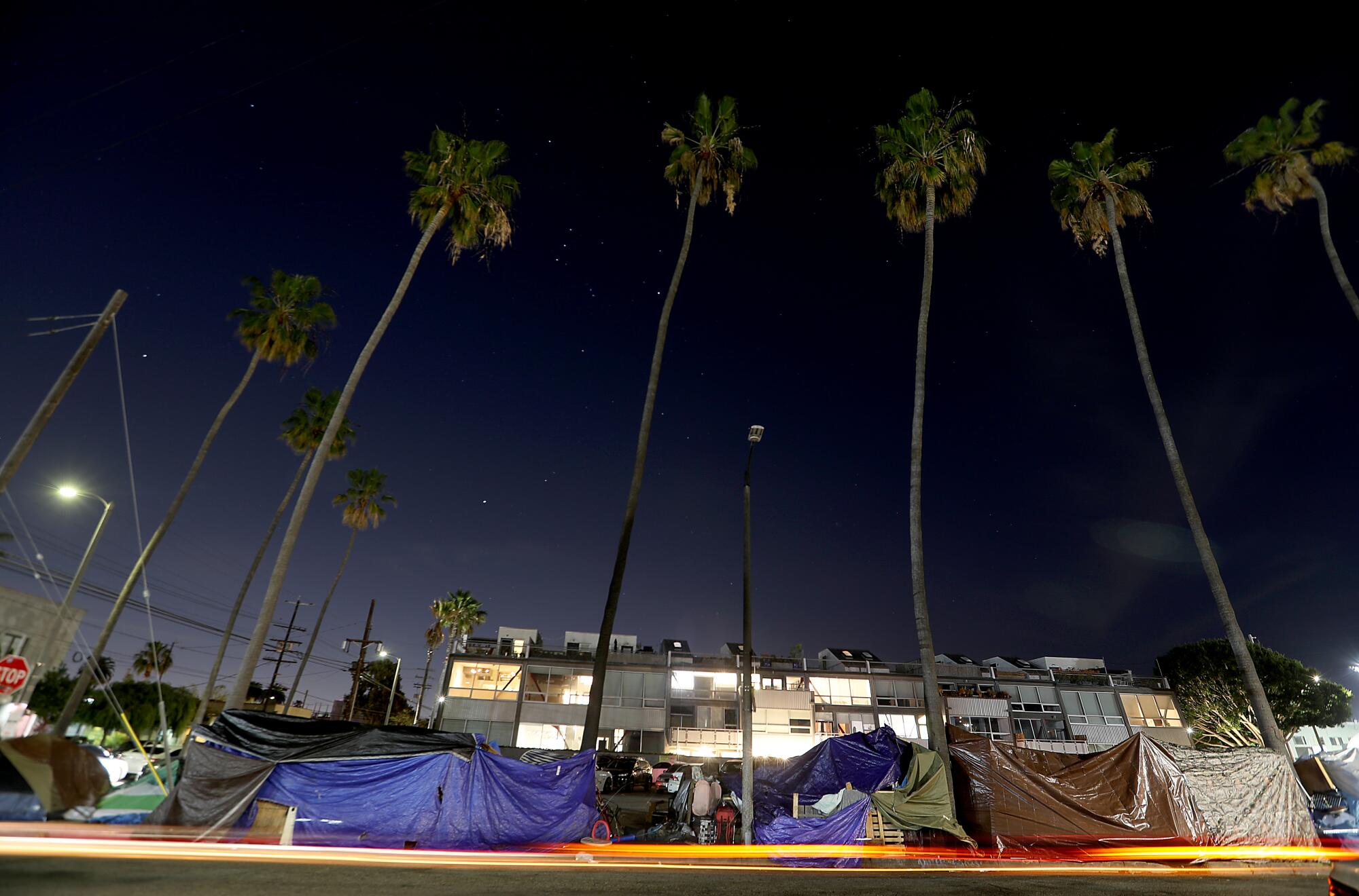 A view of tents amid towering palm trees at night.