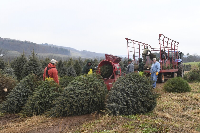Hay menos árboles de Navidad en Estados Unidos; suben de precio