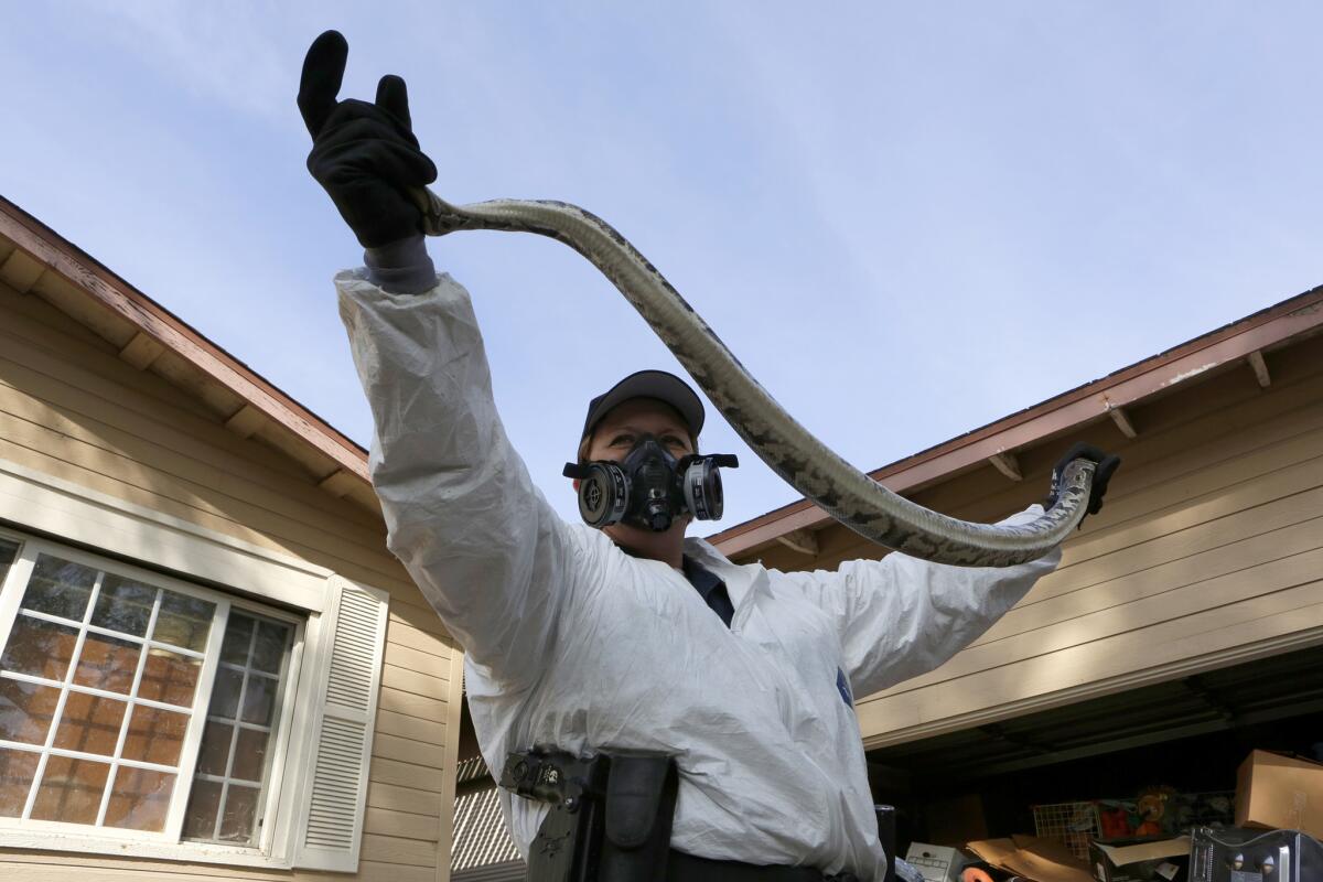 Santa Ana Police Animal Services supervisor Sondra Berg holds a python found alive among more than 300 snakes.