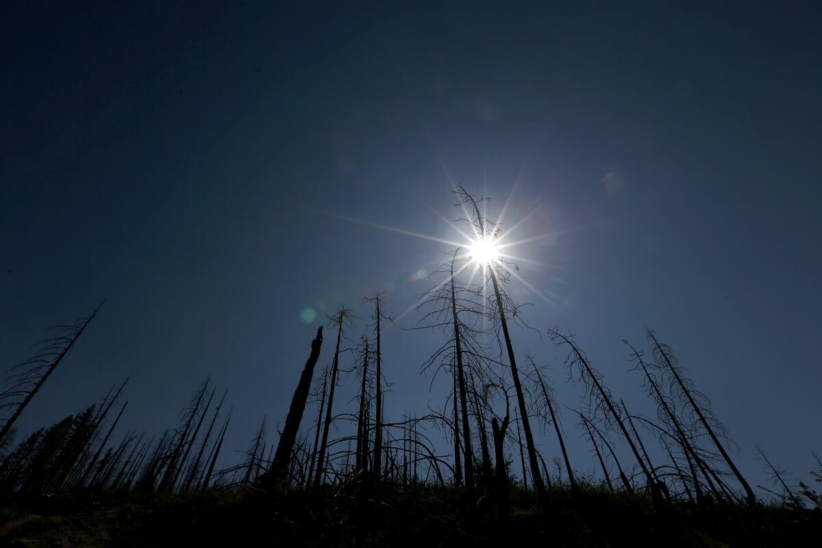 Several trees with no needles are shown from below, silhouetted against a darkening sky as sun sets behind them