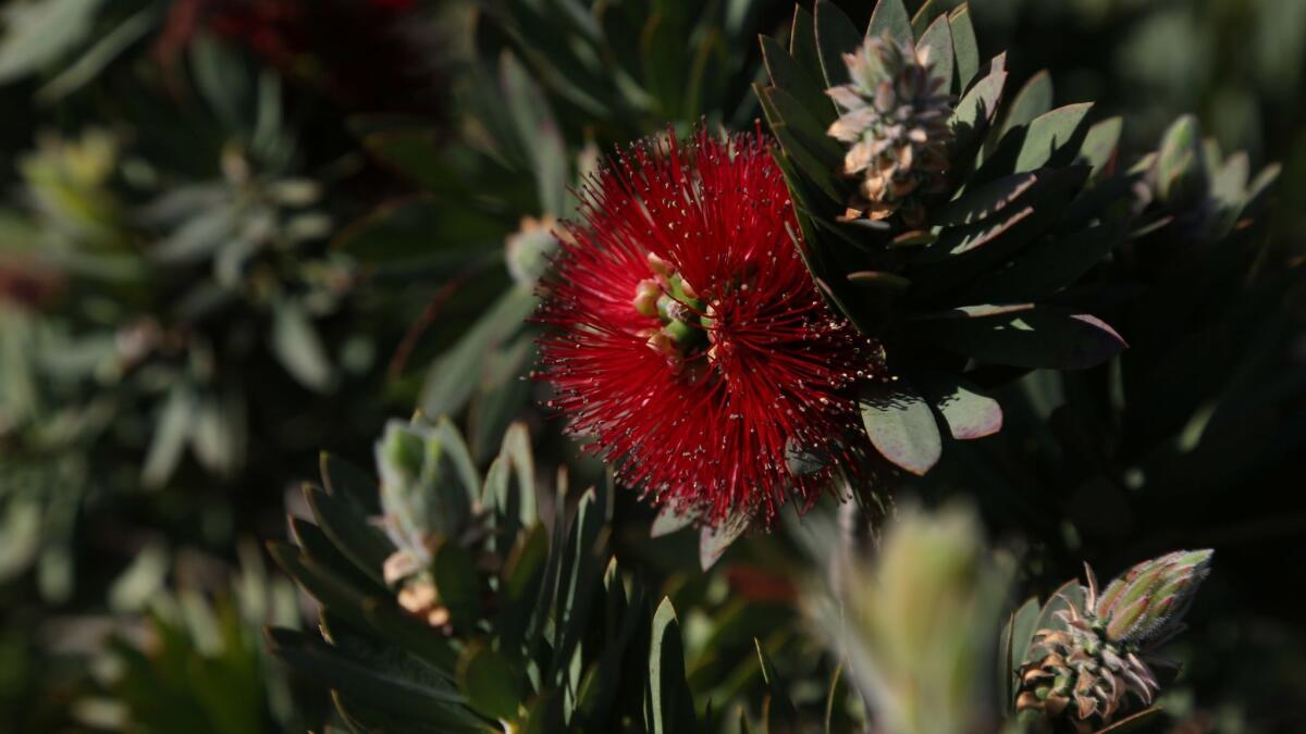 Dwarf bottlebrush, an important source of nectar for birds and pollinators.