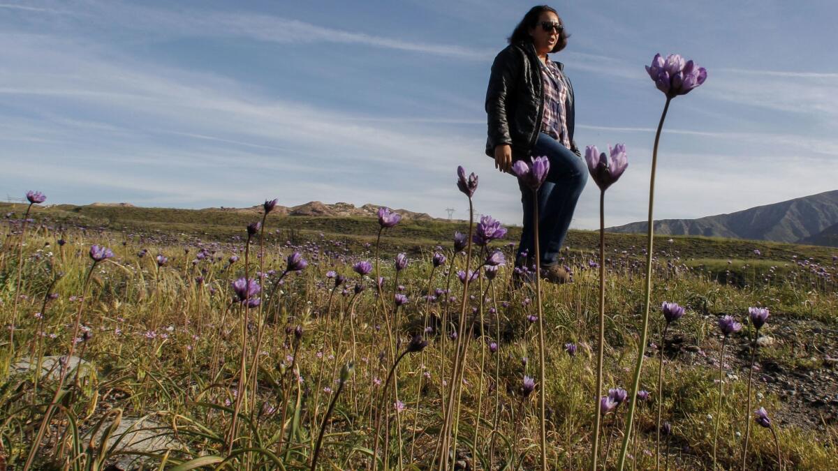 Naomi Fraga, director of conservation programs at Rancho Santa Ana Botanic Garden in Claremont, checks for non-native weeds among flowering native plants in Phelan, Calif.