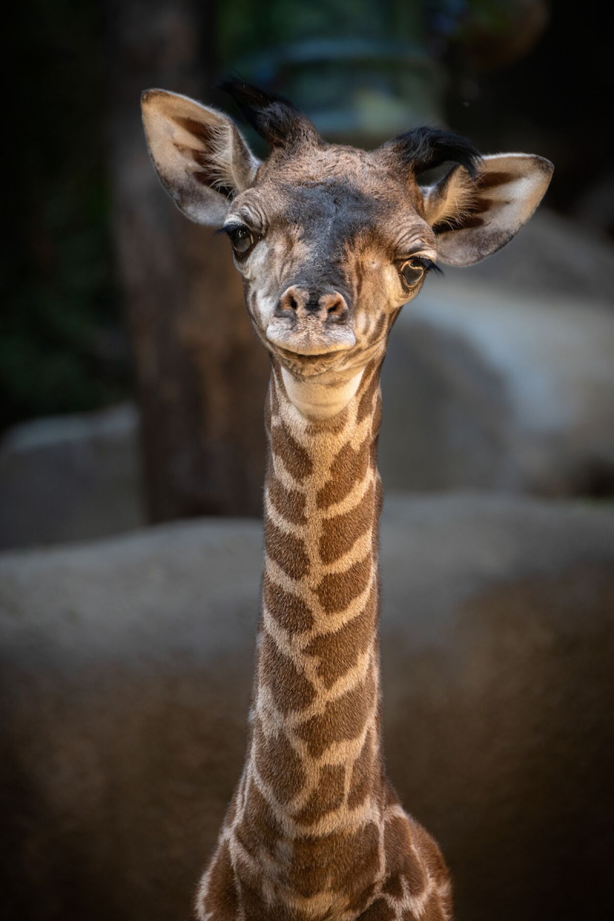 The baby giraffe, still unnamed, was born Oct. 5.
