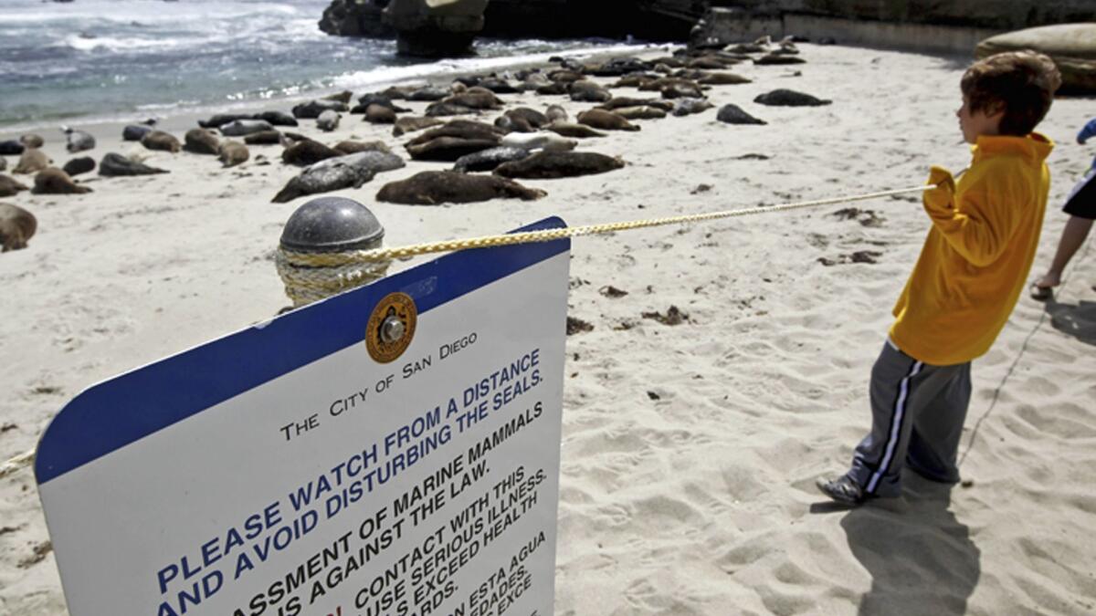 San Diego can ban humans from beach to protect seals, court says - Los  Angeles Times