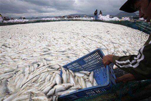 800 tons of fish die, rot on Philippine fish farms - The San Diego