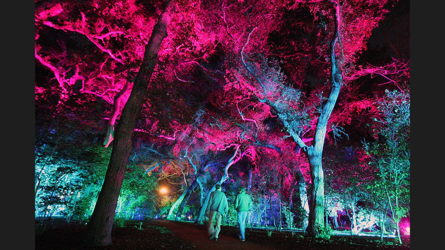 Photo Gallery: Descanso Garden's Enchanted: Forest of Light!