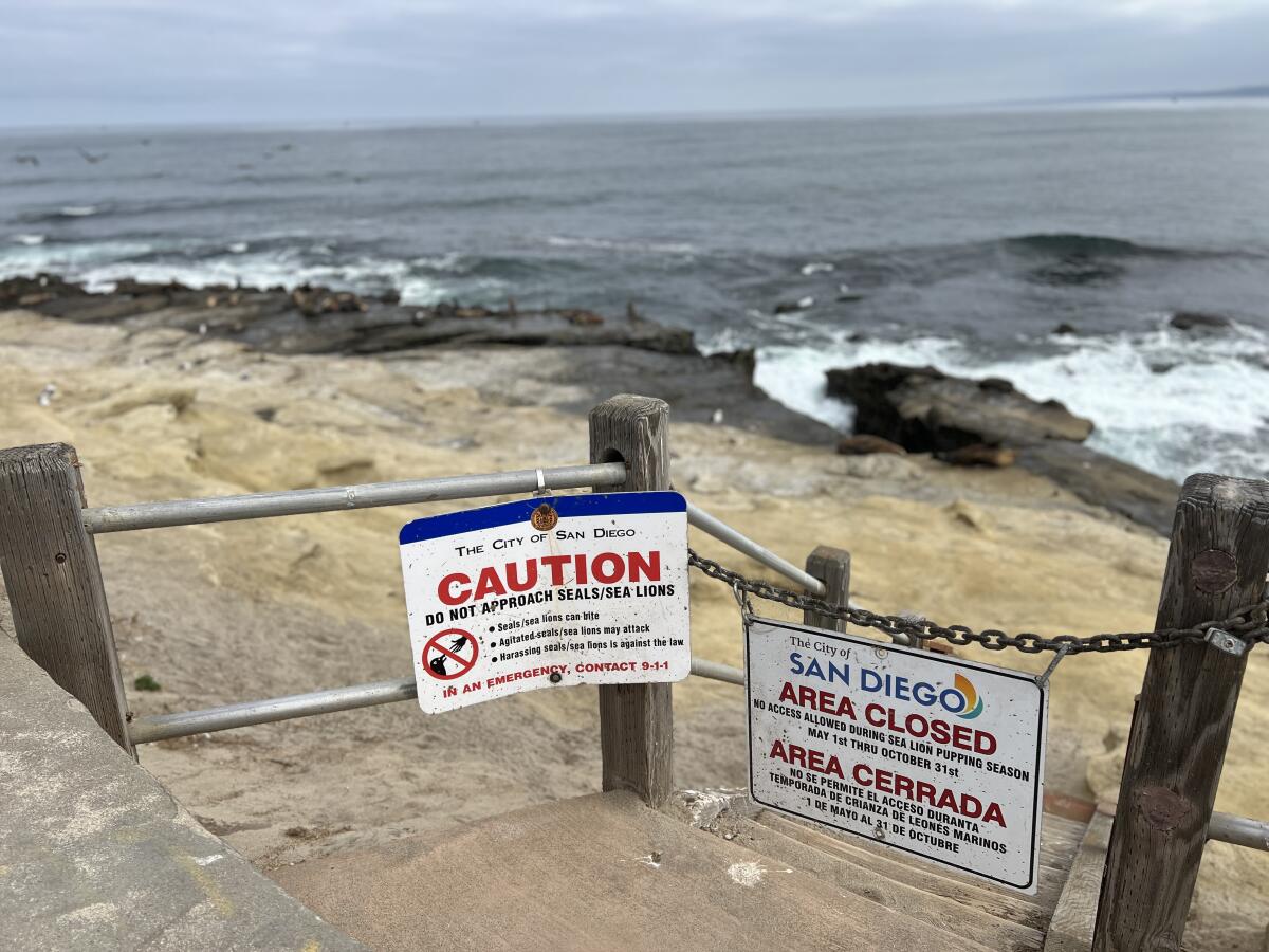 Point La Jolla currently is closed from May through October for sea lion pupping season.