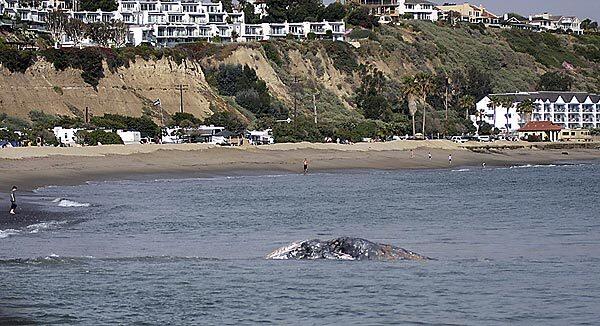 Lilly the gray whale beached itself at Doheny State Beach and died, two days after it had been rescued from netting.