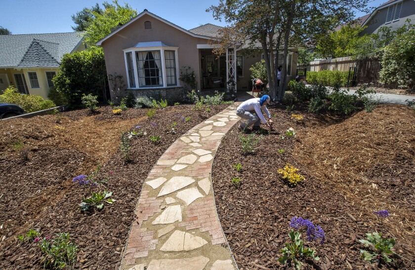 Alberto Campos ajuste un arroseur qui fait partie d'un jardin tolérant à la sécheresse nouvellement installé à Pasadena. 