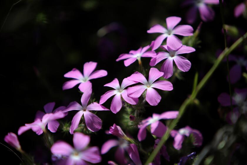 ANGELES NATIONAL FOREST: May 8, 2024: The California prickly phlox grows abundantly on the hillsides around San Gabriel Canyon Road (Highway 39) in the Angeles National Forest north of Azusa, on Wednesday, May 8, 2024.