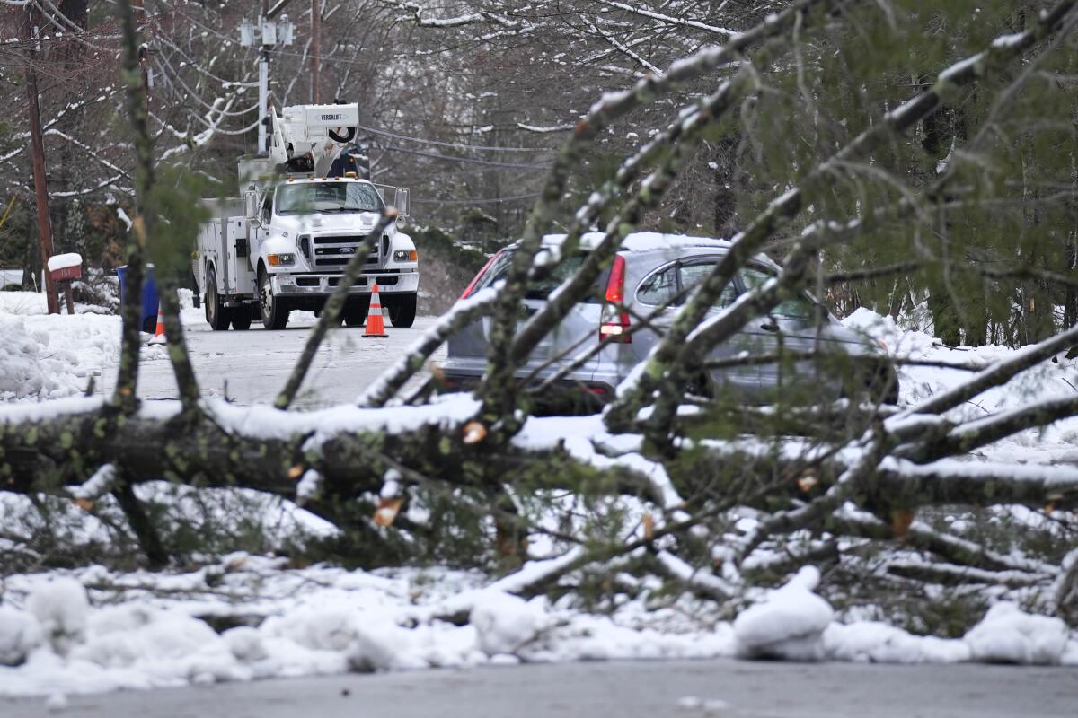 A car heads away from a large tree blocking a snowy road.