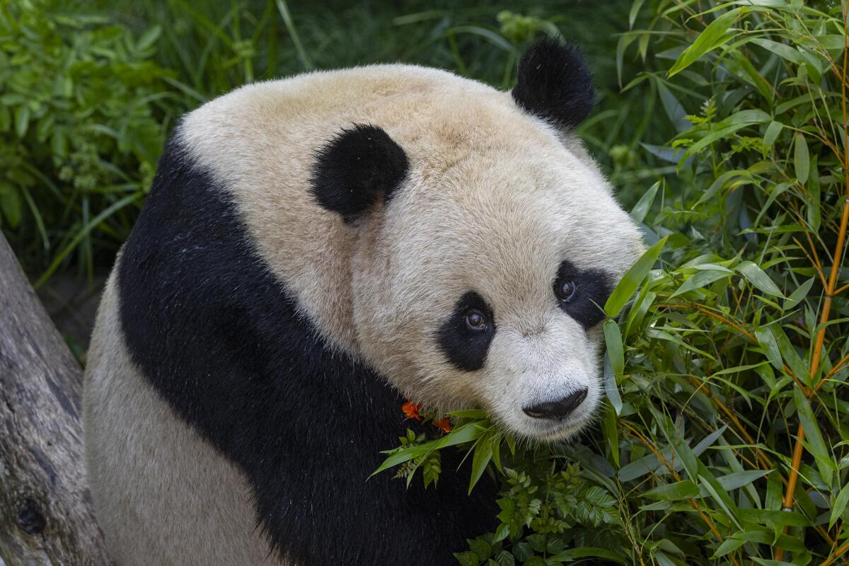 Yun Chuan es un ejemplar macho de casi cinco años de edad que también se está adaptando a su nuevo hogar en el San Diego Zoo.