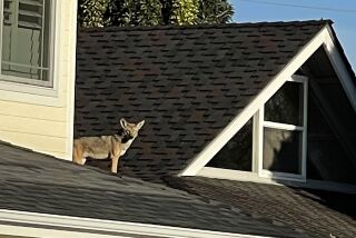 Julia Stewart captured a coyote on a rooftop in Huntington Beach. "I looked over and there it was: a coyote looking confident and carefree-like it was out on the terrace with his morning coffee," recalled Stewart. "I grabbed my cell phone and took a photo. "