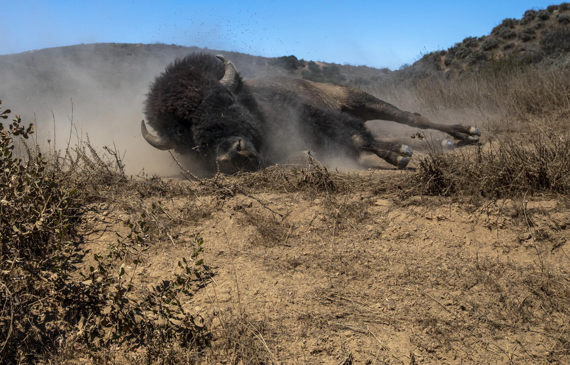 Is slaughtering Catalina Island's deer the only option? - Los Angeles Times