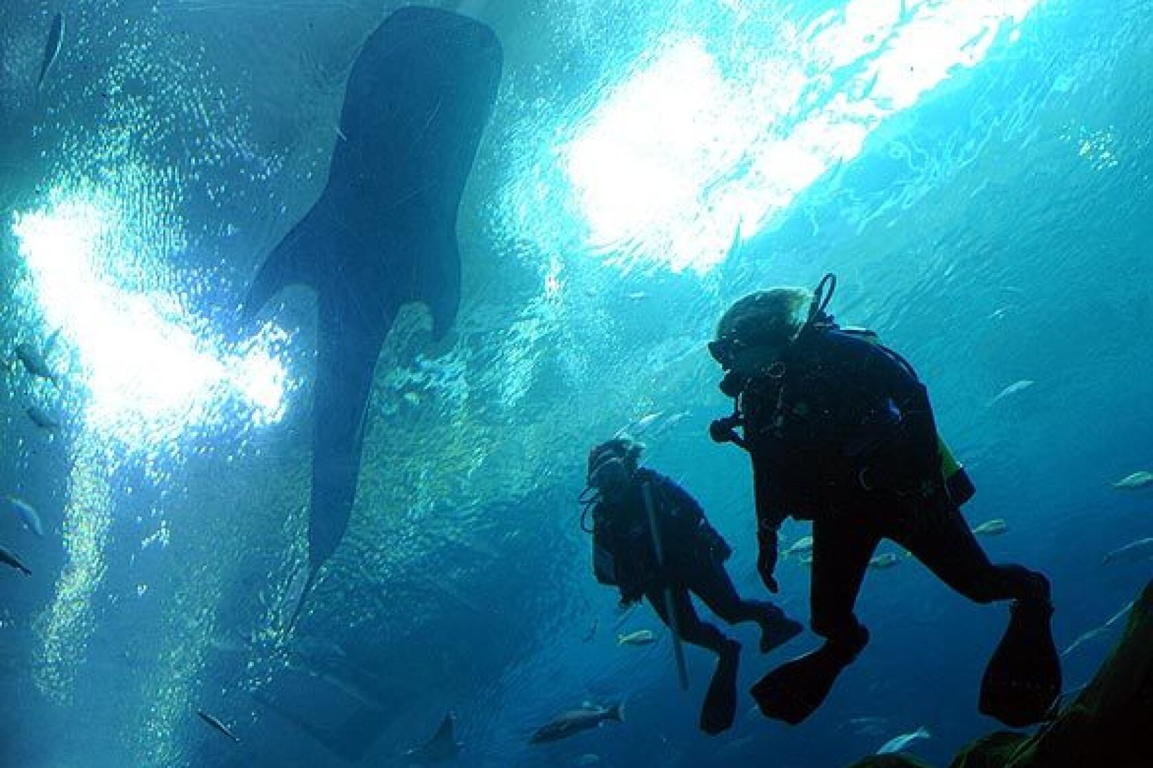 Swimming With Whale Sharks At The Georgia Aquarium Los Angeles Times