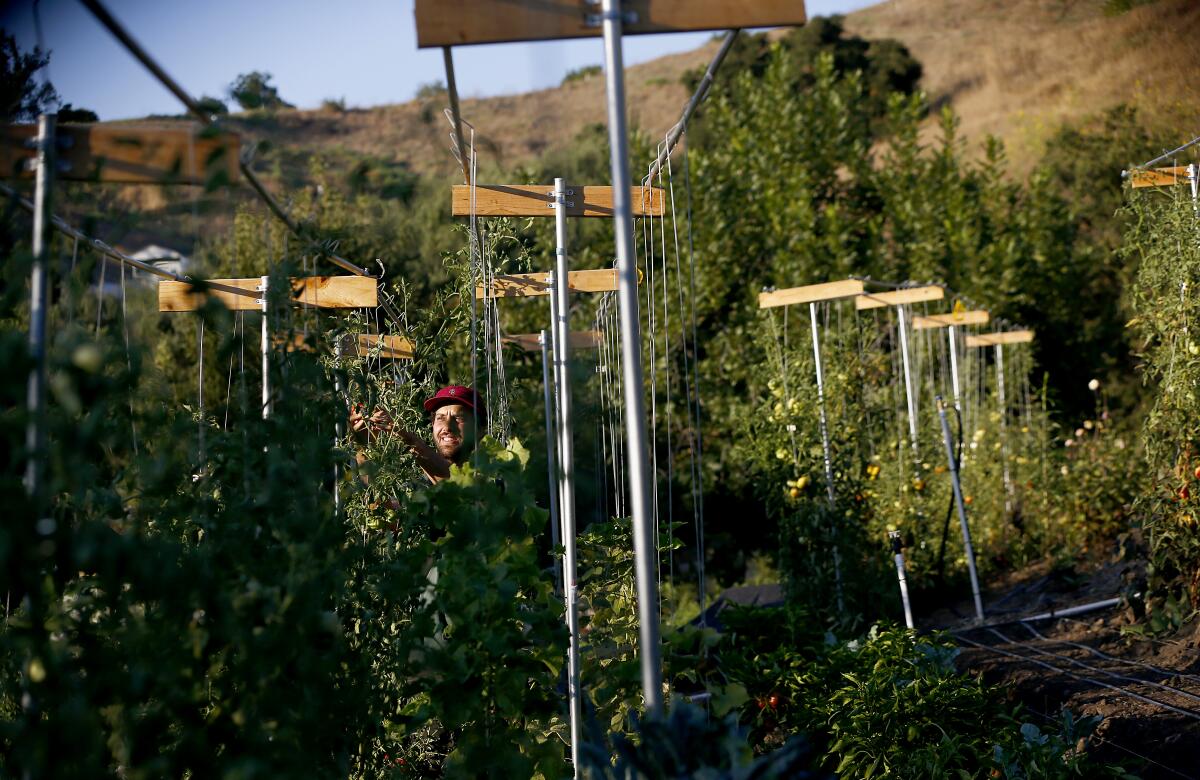 Eric Tomassini trims tomato plants on an urban farm, on a hill behind his home in Lincoln Heights.