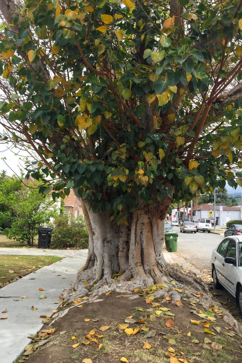 A thick tree situated in between a sidewalk and the street in a neighborhood.