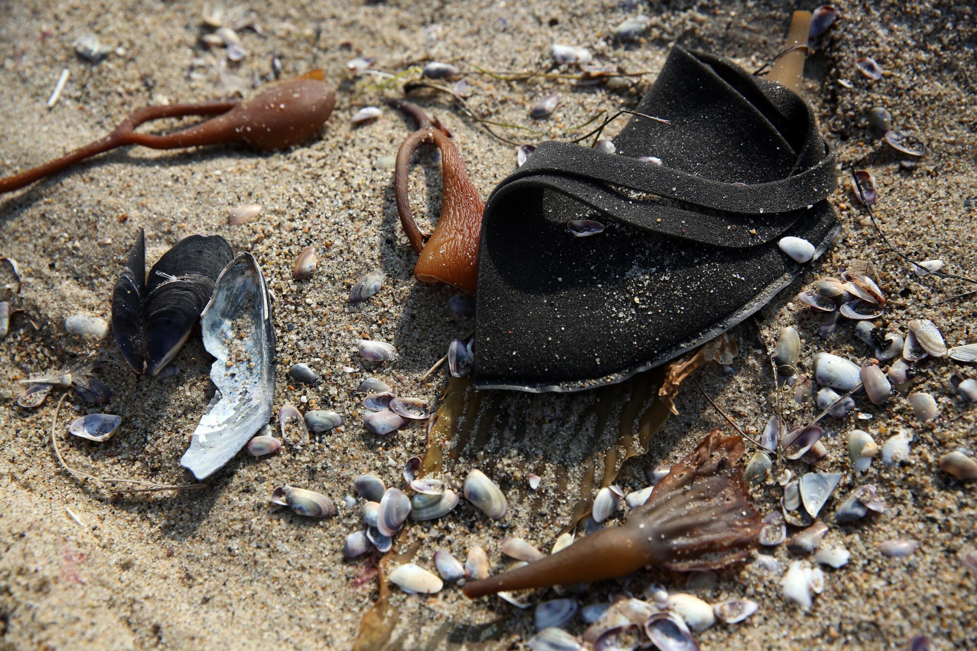 A discarded black mask sits among shells and kelp on the beach