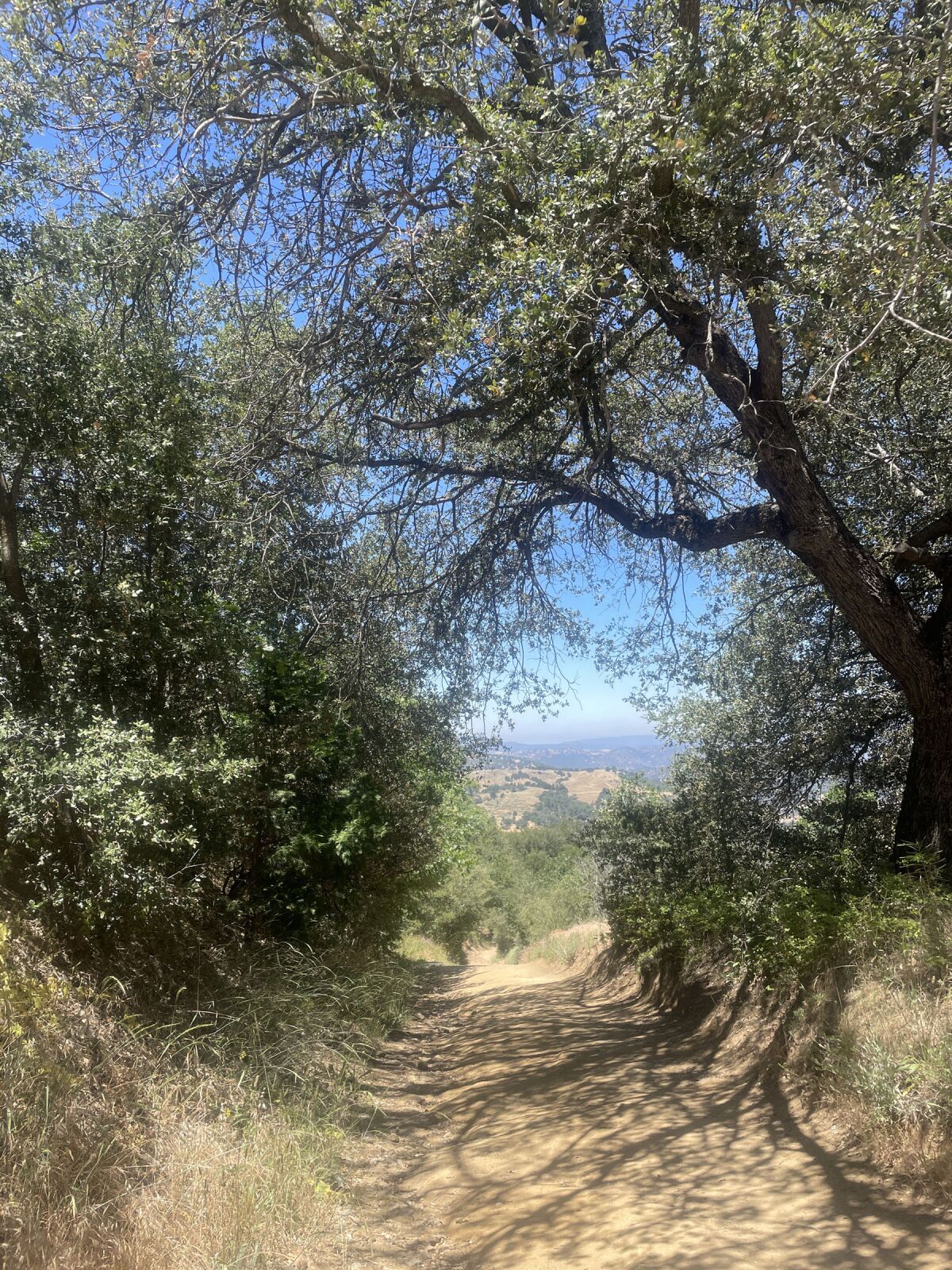 A part of the Volcan Mountain via Five Oaks hike.